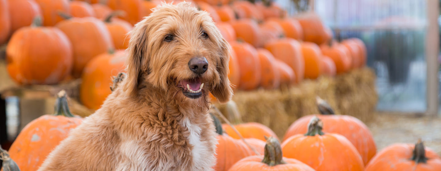 What is pumpkin clearance used for in dogs